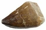 Fossil Mosasaur (Thalassotitan) Tooth - Morocco #353257-1